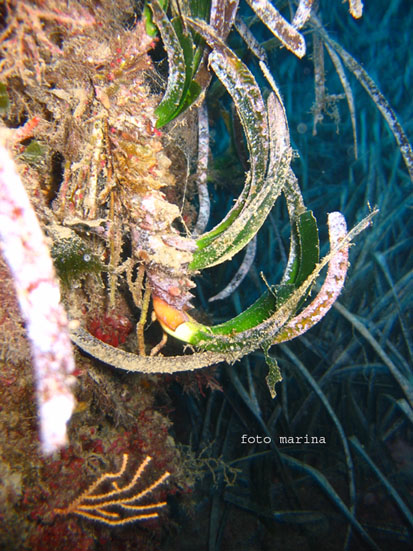 Rizomi di Posidonia oceanica